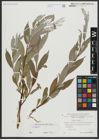 Foto von Salix alba L.